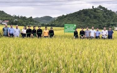 Chi cục Trồng trọt và Bảo vệ thực vật tỉnh Yên Bái xây dựng mô hình tổ chức sản xuất lúa bền vững giảm phát thải khí nhà kính trên giống lúa lai Long Xuyên 81.