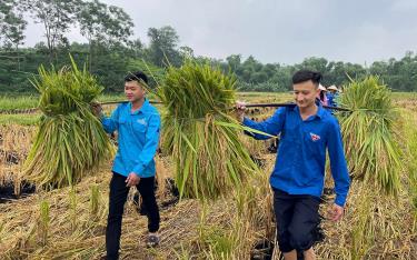 Đoàn viên thanh niên huyện Yên Bình giúp người dân thu hoạch lúa xuân.