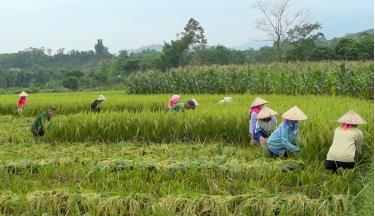 Nông dân Văn Chấn thu hoạch lúa xuân