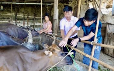 Lãnh đạo UBND huyện, Phòng Giao dịch NHCSXH huyện Trạm Tấu kiểm tra mô hình chăn nuôi vay vốn ưu đãi ở xã Hát Lừu. (Ảnh: Nguyễn Thơm)