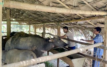 Mô hình nuôi trâu, bò của anh Mùa A Cắng ở thôn Khe Đâm, xã Mỏ Vàng cho thu nhập hàng trăm triệu đồng/ năm.