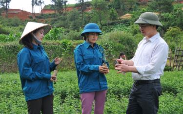 Việc sáp nhập Lâm trường Văn Chấn vào Ban Quản lý Rừng phòng hộ huyện Mù Cang Chải giúp đơn vị nâng cao hiệu quả sản xuất kinh doanh. Trong ảnh: Cán bộ Ban Quản lý Rừng phòng hộ huyện Mù Cang Chải trao đổi kỹ thuật ươm cây giống.