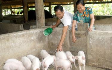 Vợ chồng ông Nguyễn Chí Thường chăm sóc đàn lợn giống.