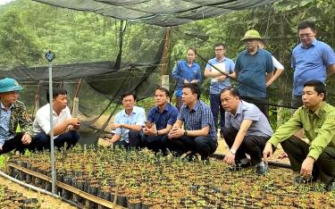 Lãnh đạo huyện Yên Binh kiểm tra vườm ươm cây giống phục vụ cho trồng rừng năm 2024