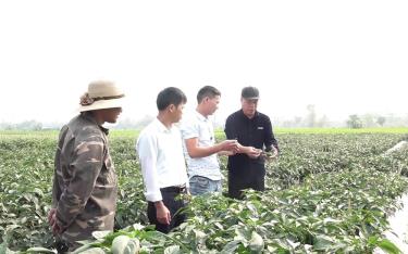 Ông Trần Minh Chiến - Giám đốc Công ty Bia Hà Nội - Yên Bái (bên phải) trao đổi với nông dân xã Thạch Lương, thị xã Nghĩa Lộ về phương pháp trồng ớt xanh xuất khẩu.