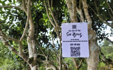 Những cây chè cổ thụ hàng trăm tuổi ở độ cao 1.400m tại xã Suối Giàng, huyện Văn Chấn được gắn mã QR code