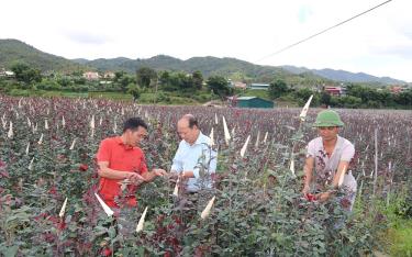 Người dân địa phương trên địa bàn xã Nậm Khắt đã phát triển được hơn 22 ha hoa hồng sau thành công của Hợp tác xã Hoa hồng Nậm Khắt.