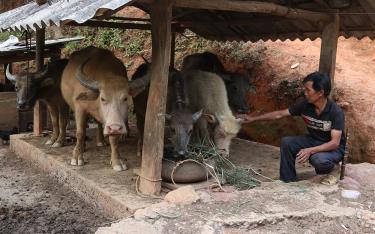 Phát huy thế mạnh chăn nuôi trâu đã giúp nhiều hộ dân ở xã Kim Nọi vươn lên thoát nghèo.