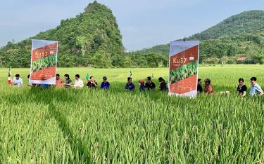Các đại biểu, hộ nông dân tham quan mô hình khảo nghiệm giống lúa KU57 ở thôn Át Thượng, xã Minh Xuân, huyện Lục Yên.