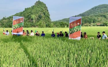 dafabet dang nhap đại biểu, hộ nông dân tham quan mô hình khảo nghiệm giống lúa KU57 ở thôn Át Thượng, xã Minh Xuân, huyện Lục Yên.