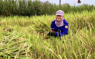 Nhờ áp dụng tiến bộ khoa học kỹ thuật vào sản xuất, người dân xã Việt Thành vừa có một vụ xuân thắng lợi.