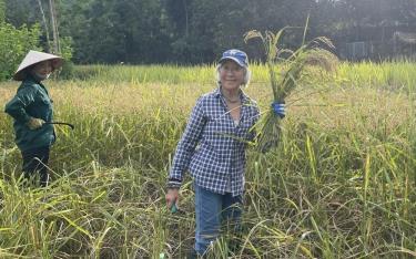 Tourists experience rice harvesting with local residents in Vu Linh Commune, Yen Binh District.