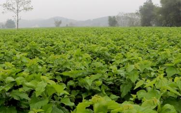The mulberry cultivation and silkworm rearing model is generating income for farmers in Tran Yen District.
