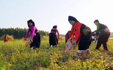 Yen Bai Leverages the Cultural Heritage of Ethnic Groups to Develop Tourism
