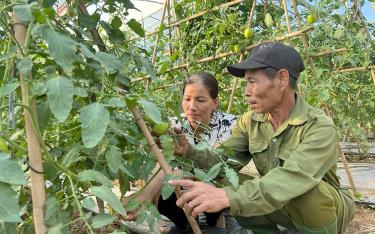 Yen Bai Farmers Actively Grow Vegetables Using Safe Practices