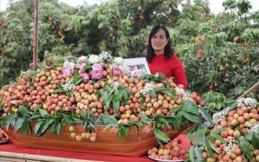 Năm 2025, sản lượng vải thiều Thanh Hà khoảng 38.000 tấn.