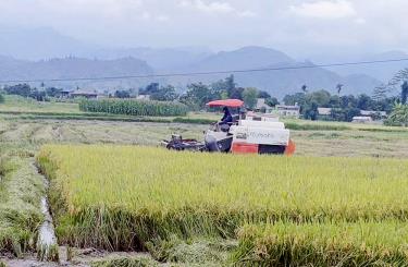 Người dân xã Thạch Lương thu hoạch lúa xuân, chuẩn bị làm đất, gieo cấy lúa mùa 2025