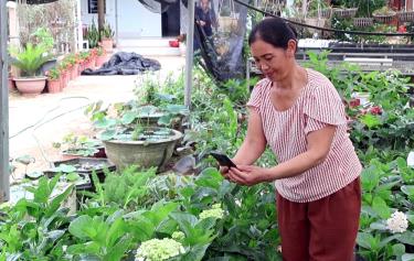Bà Hoàng Thị Tươi ứng dụng công nghệ chuyển đổi số thường xudafabet com livestream để tư vấn, giới thiệu sản phẩm mở rộng thị trường để cung cấp cây cảnh ra thị trường.