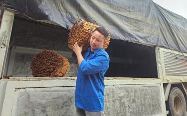 Anh Nguyễn Văn Tuyên - Giám đốc Hợp tác xã Quế thơm, xã Tân Đồng.