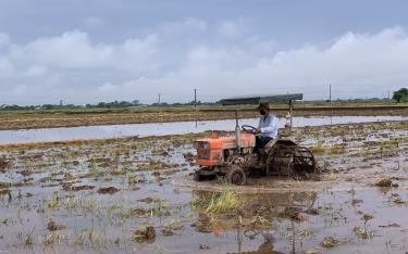 Sử dụng máy cày làm đất trên cánh đồng Mường Lò.