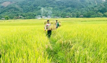 Người dân Lục Yên thu hoạch lúa xuân