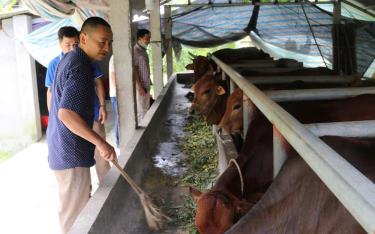 Mô hình nuôi bò của gia đình ông Nguyễn Quang Viện ở thôn Loong Tra, xã Minh Xuân, huyện Lục Yên mang lại hiệu quả kinh tế cao.