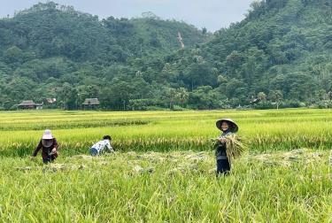Nông dân xã Minh Xuân thu hoạch lúa xuân