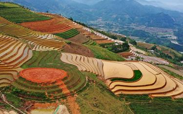 Ruộng bậc thang Phong Dụ Thượng mùa nước đổ. (Ảnh: Thanh Miền)