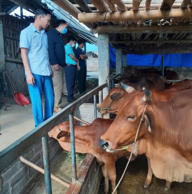 Cán bộ xã Đông Cuông, huyện Văn Yên tham quan mô hình chăn nuôi đại gia súc của người dân thôn Khe Chàm.