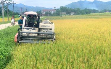 Nông dân huyện Lục dafabet dang nhap đưa cơ giới hóa vào thu hoạch lúa xuân.
