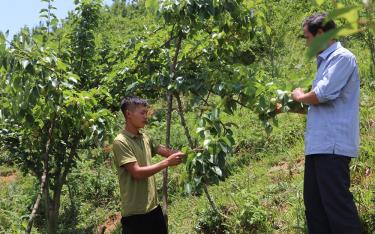 Mùa A Mạnh chia sẻ kinh nghiệm trồng và chăm sóc lê Đài Loan.