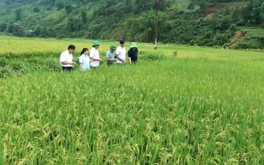 Khảo nghiệm giống lúa mới, chất lượng cao tại huyện link vào dafabet cao Trạm Tấu trong vụ xuân năm 2025