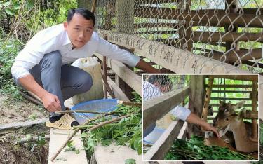 Đảng viên trẻ Giàng A Thênh ở bản Tà Chơ, xã Cao Phạ mạnh dạn đi đầu phát triển mô hình nuôi hươu sao lấy nhung.
