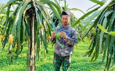 Nông dân xã Minh Quân, huyện Trấn Yên kiểm tra quá trình phát triển của quả thanh long.