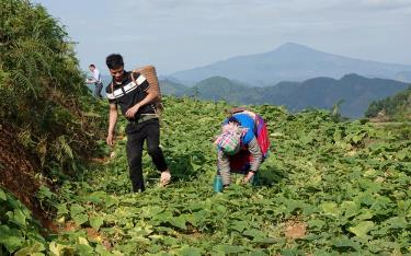 Người dân xã Hồ Bốn, huyện Mù Cang Chải thu hoạch dưa chuột.