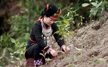 Với những giá trị mà cây quế đem lại đối với đời sống của người dân, nhiều năm qua, cây quế được xác định là cây kinh tế mũi nhọn và chiến lược lâu dài của huyện Văn Yên. (Ảnh: Người dân huyện Văn Yên tích cực trồng quế)