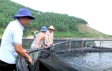 Sản lượng nuôi trồng thuỷ sản link vào dafabet địa bàn huyện Yên Bình khai thác được gần 4.300 tấn