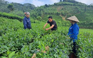 Người dân trồng chè xã Hưng Khánh, huyện Trấn Yên phấn khởi khi tham gia vào chuỗi liên kết.