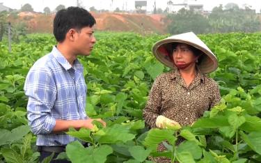Nhiều hộ dân ở xã Báo Đáp có nguồn thu ổn định nhờ trồng dâu nuôi tằm.