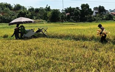 Nhân dân xã Thành Thịnh (Trấn Yên) thu hoạch lúa xuân.