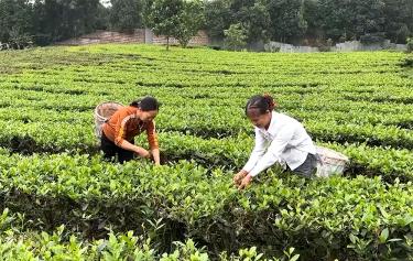 Diện tích chè được cấp mã số vùng trồng phục vụ xuất khẩu