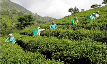 Gia đình chị Phan Thị Mùi, thôn Đồng Cầm, xã Lùng Vai, huyện Mường Khương, vay vốn ưu đãi cải tạo 2ha chè, tạo việc làm và cho thu nhập ổn định cho nhiều lao động.