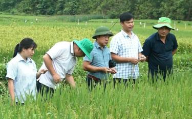 Mô hình sản xuất bằng giống lúa chất lượng cao tại xã Hát Lừu, huyện Trạm Tấu