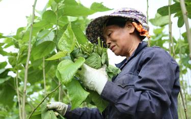 Người dafabet dang nhap huyện Trấn Yên thu hái dâu.