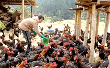 Mô hình nuôi gà đen bản địa theo hướng hàng hóa giúp người dân huyện Trạm Tấu nâng cao thu nhập, từng bước xóa đói giảm nghèo.