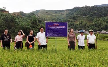 Đánh giá giống lúa thuần TBJ3 tại bản Lìm Thái, xã Cao Phạ.