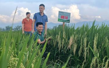 Cán bộ Hội Nông dân thị xã Nghĩa Lộ kiểm tra chất lượng lúa ĐB18.