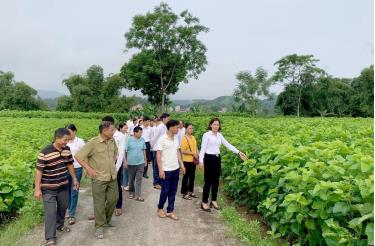 Phong trào xây dựng nông thôn mới lan tỏa sâu rộng tới các địa phương trong tỉnh. (Trong ảnh: Cánh đồng dâu xã Thành Thịnh, huyện Trấn Yên phát triển xanh tốt, góp thúc đẩy nghề nuôi tằm phát triển).