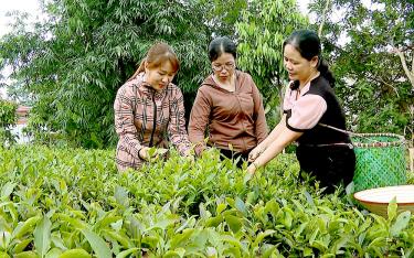 Từ học Bác, các đảng viên trong Chi bộ thôn Bảo Lâm, xã Minh Quân tích cực giúp nhau phát triển kinh tế để làm giàu chính đáng.