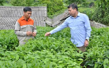 Lãnh đạo xã Nậm Búng thăm mô hình trồng chè Shan tuyết của gia đình anh Phạm Xuân Cảnh, thôn Chấn Hưng.
